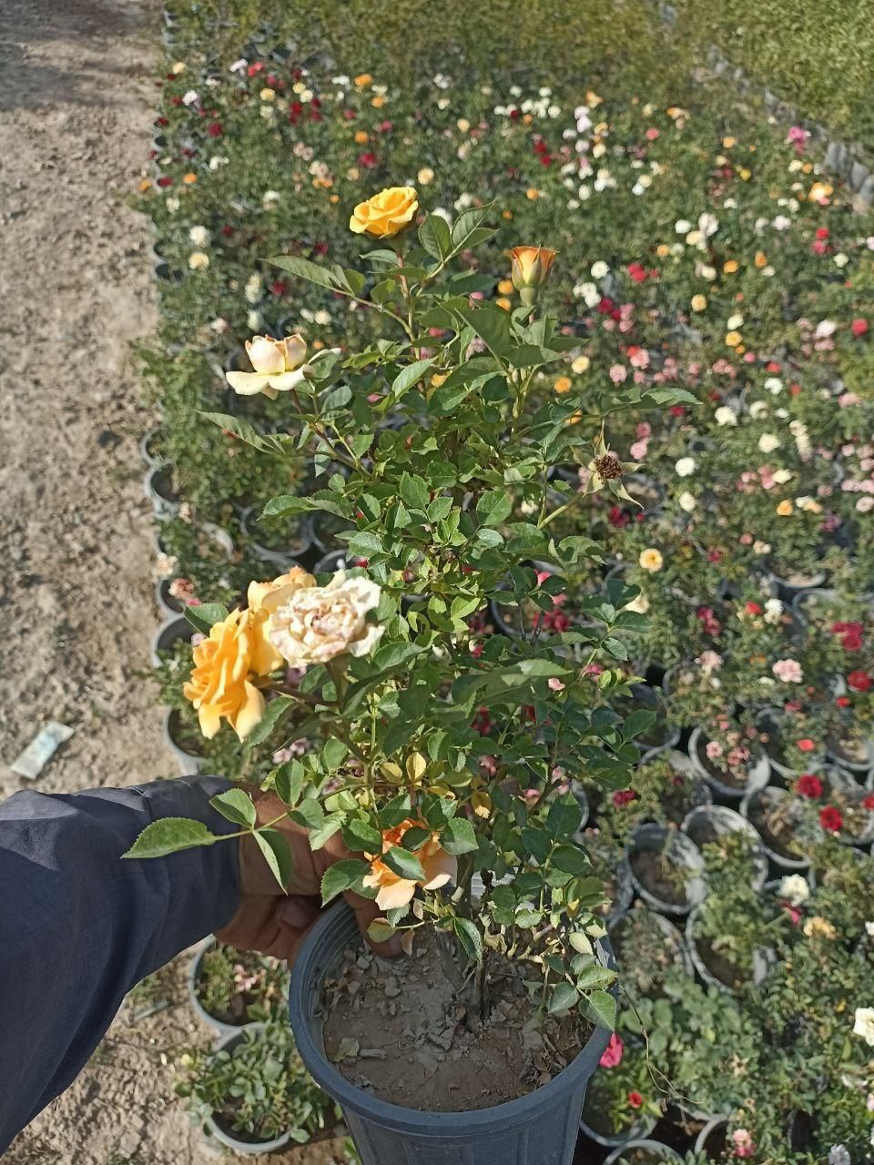 گل رز|گل و گیاه طبیعی|کرج, ملک‌آباد|دیوار
