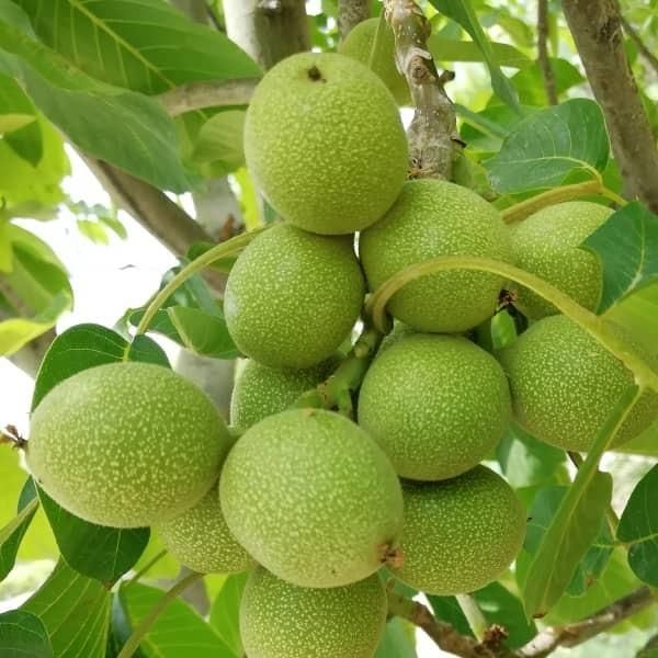 نهال گردو خوشه ای، چندلر وفرنور، پکان وژنوتیپ|خدمات باغبانی و درختکاری|شیراز, دکتر حسابی|دیوار