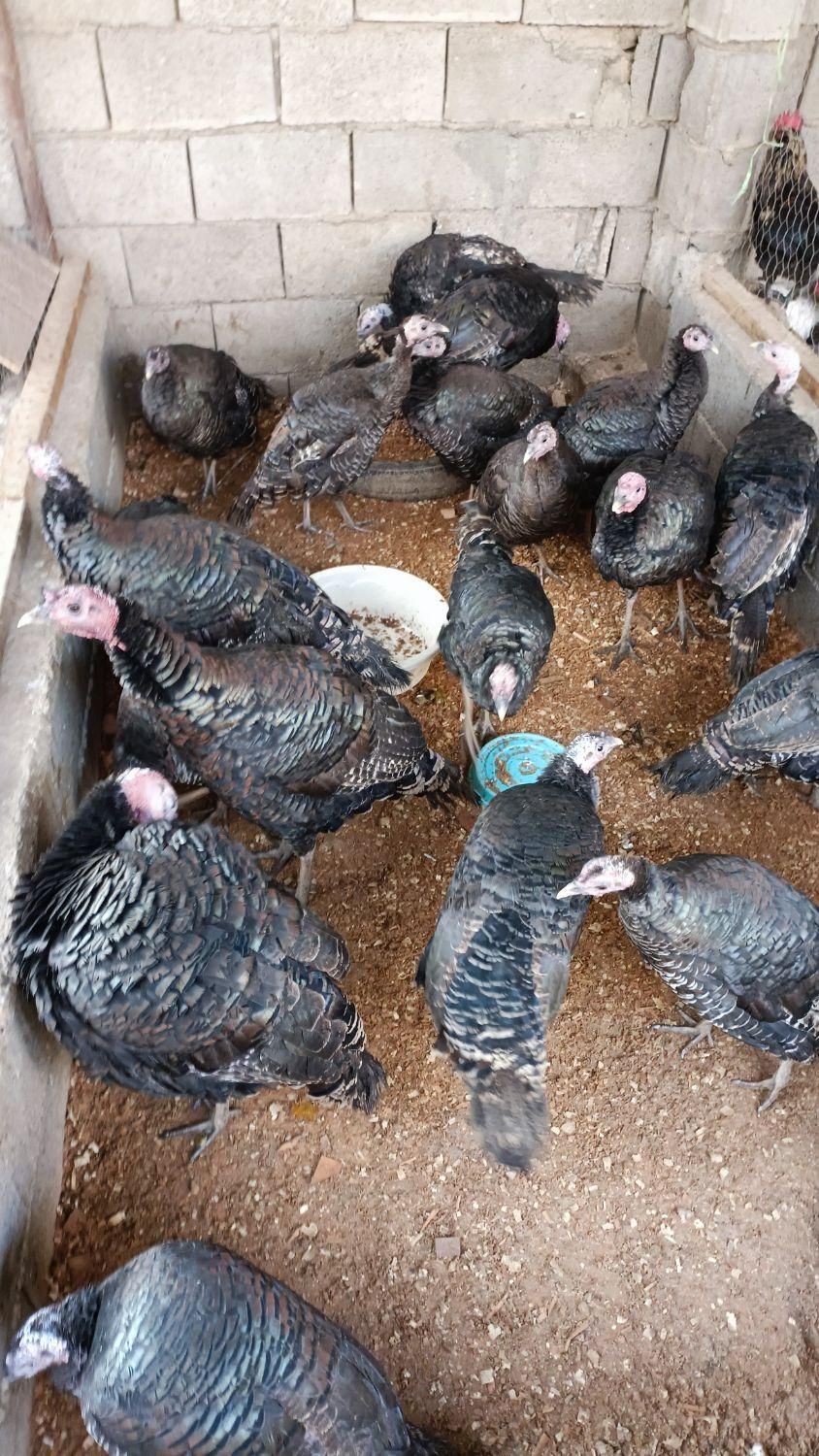 خرید و فروش انواع بوقلمون|حیوانات مزرعه|اصفهان, رهنان|دیوار