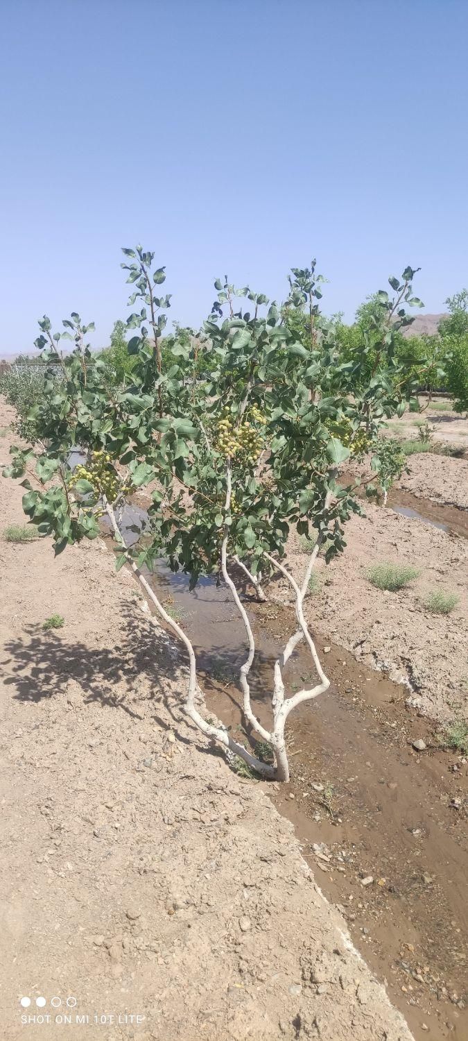 تصویر 3