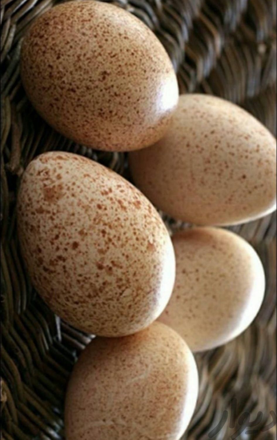 خریدار تخم نطفه دار غاز و بوقلمون|حیوانات مزرعه|نکا, |دیوار