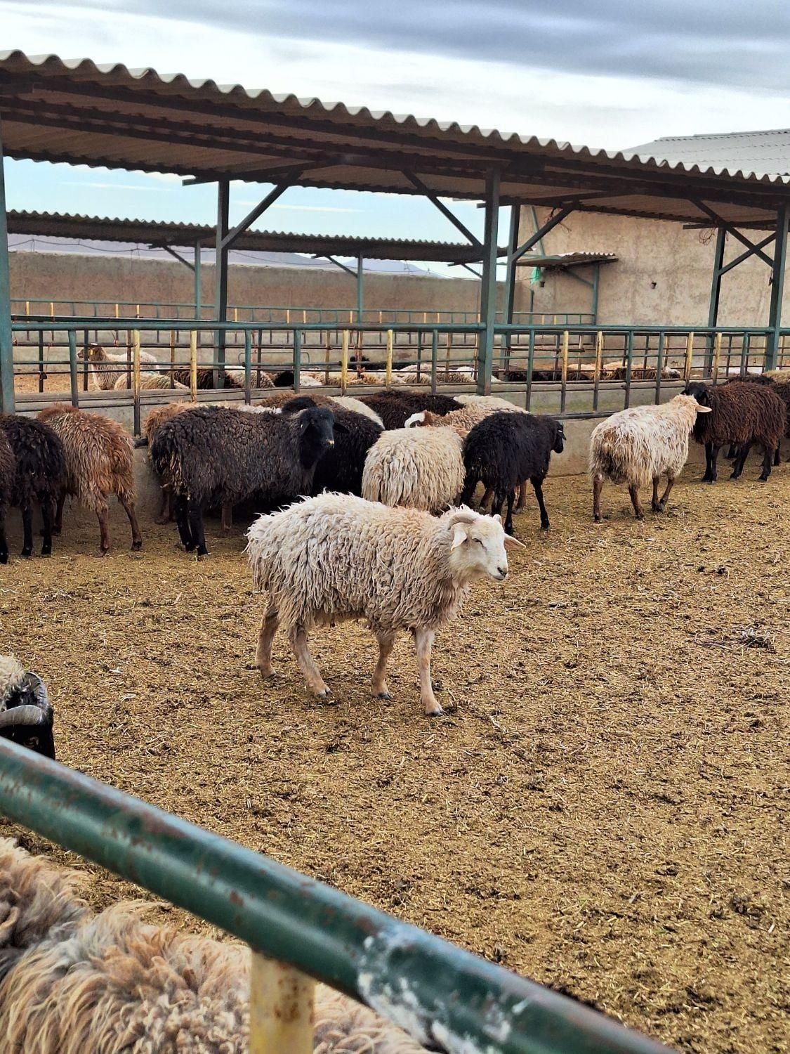 گوسفند فردیس، بنفشه ،۱۱۰،شهرک ناز،وحدت زنده|حیوانات مزرعه|کرج, شهرک بنفشه|دیوار