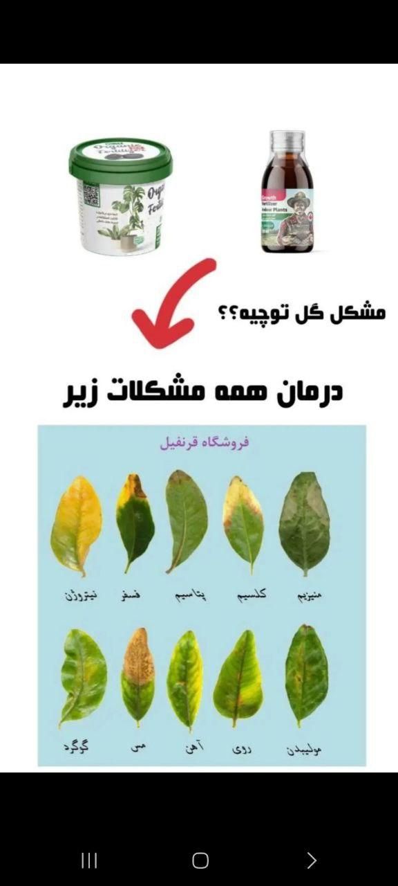 قرص کود گیاهان آپارتمانی|گل و گیاه طبیعی|گنبد کاووس, |دیوار