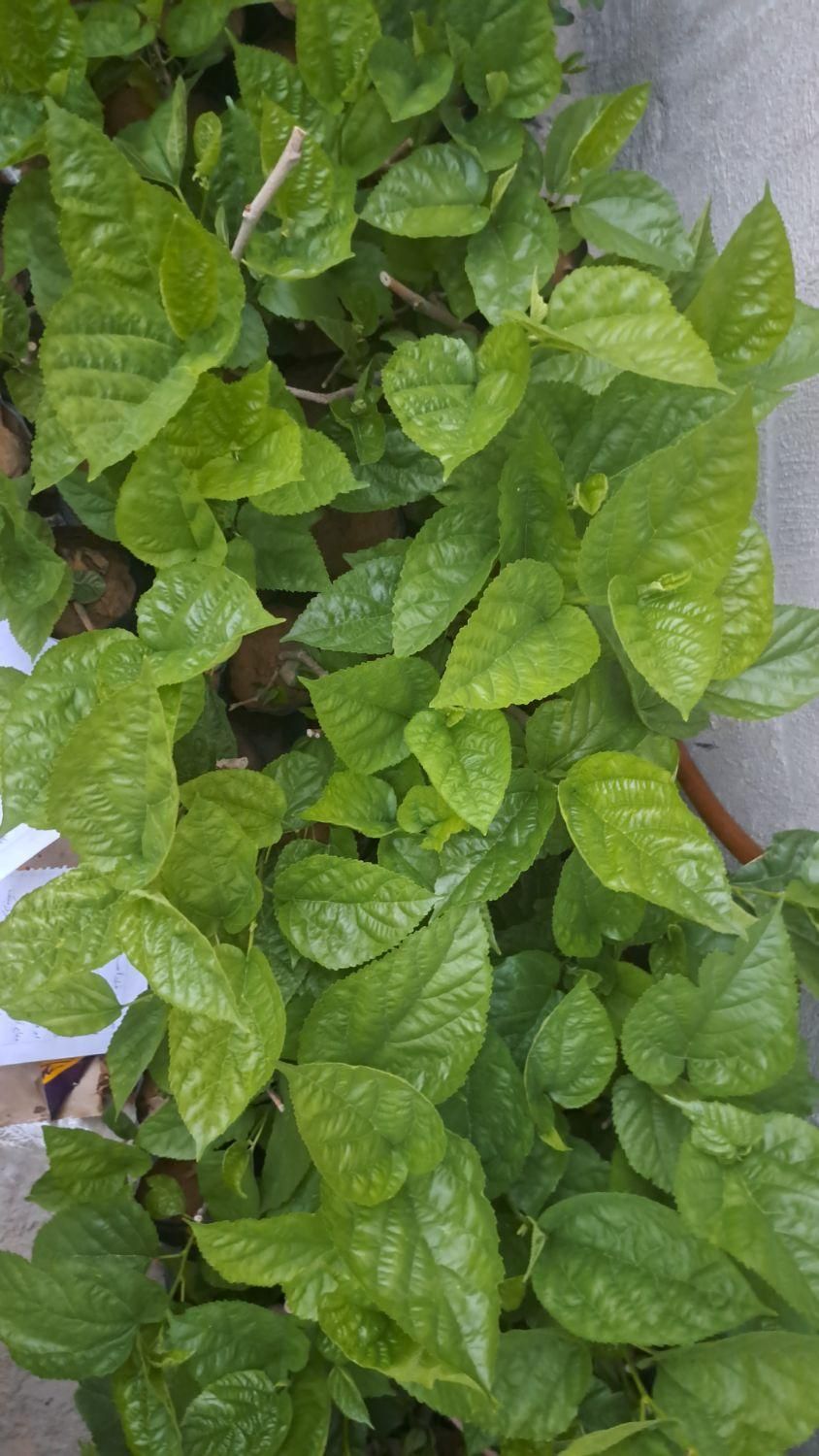 نهال و گل گیاه|گل و گیاه طبیعی|ایذه, |دیوار