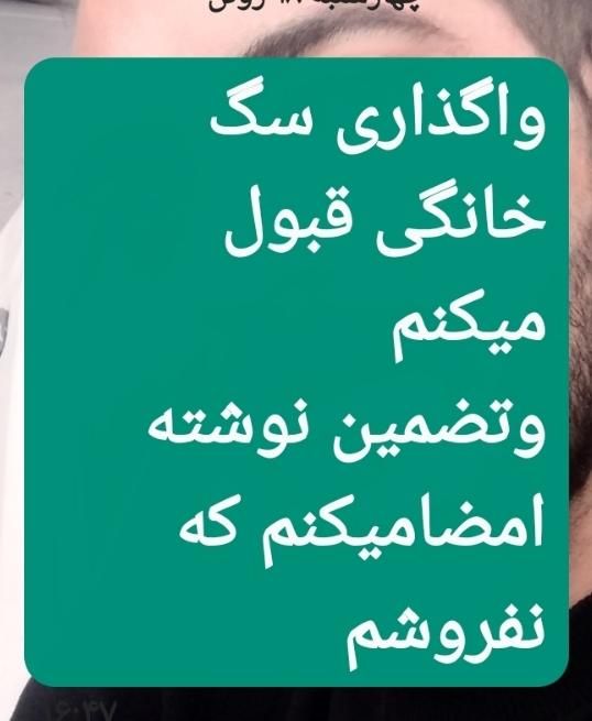 واگذاری نگهداری سگ قبول|سگ|قم, گلزار|دیوار