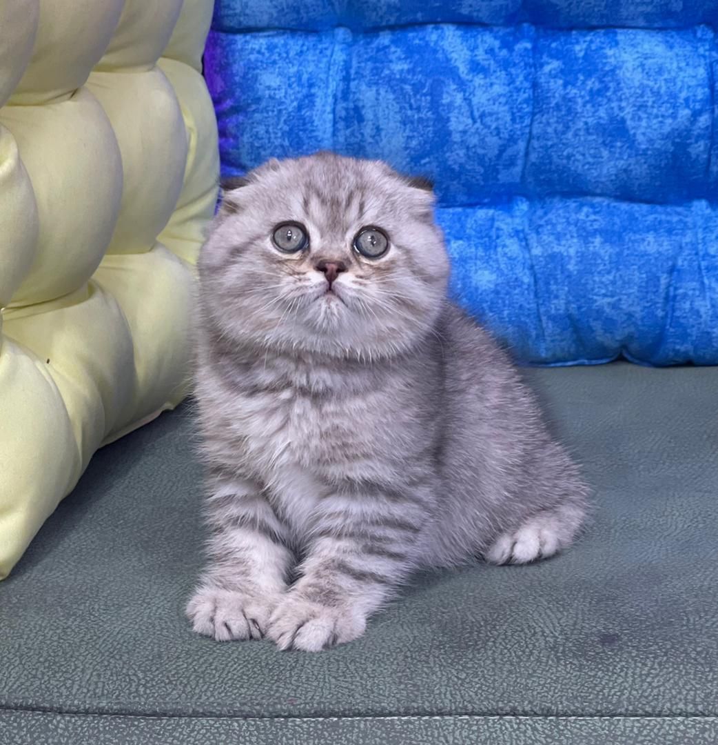 بچه گربه های خوجل موجل|گربه|کرج, باغستان|دیوار