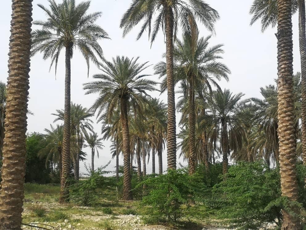 بار درخت نخل رسید|خدمات باغبانی و درختکاری|رامسر, |دیوار