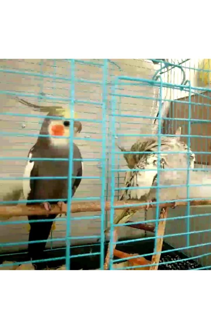 عروس هلندی گم شده|حیوانات|کرج, منظریه|دیوار