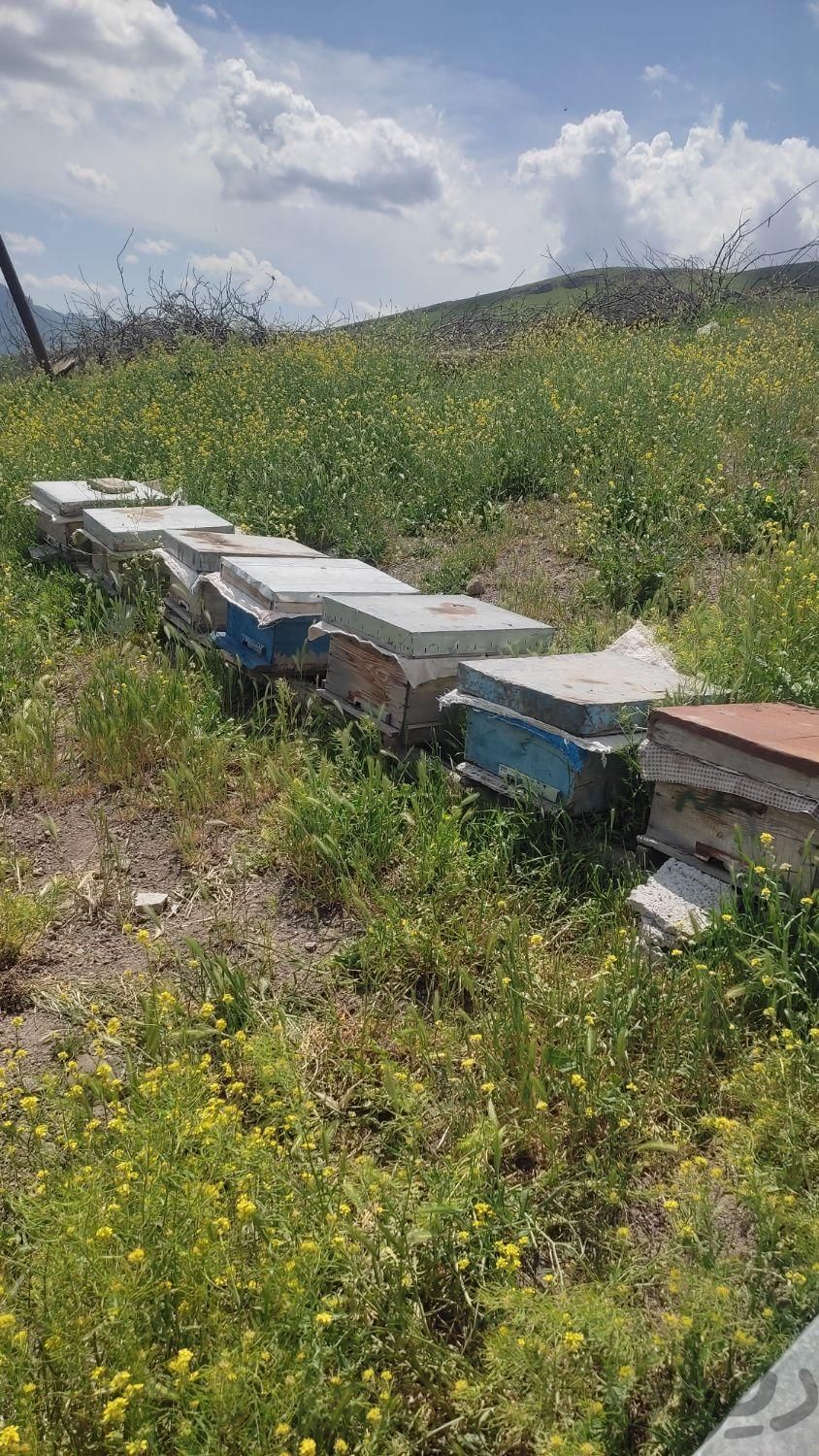 زنبور عسل|حیوانات مزرعه|اردبیل, |دیوار