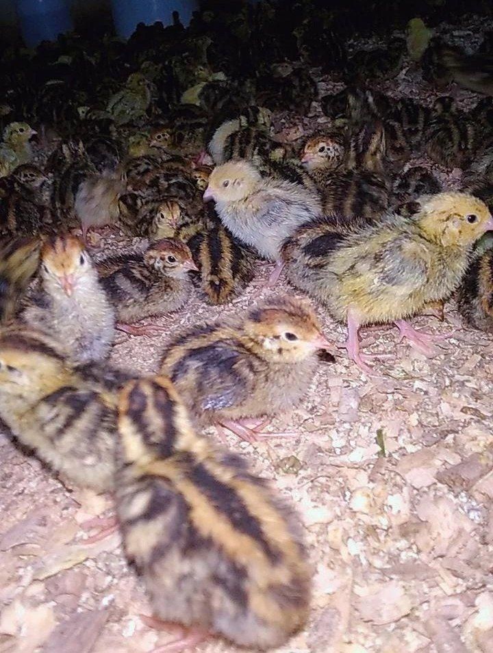 جوجه اردک گلپایگان،طاقچه،غازبلدرچین،رنگی، گوشتی|حیوانات مزرعه|مشهد, رسالت|دیوار