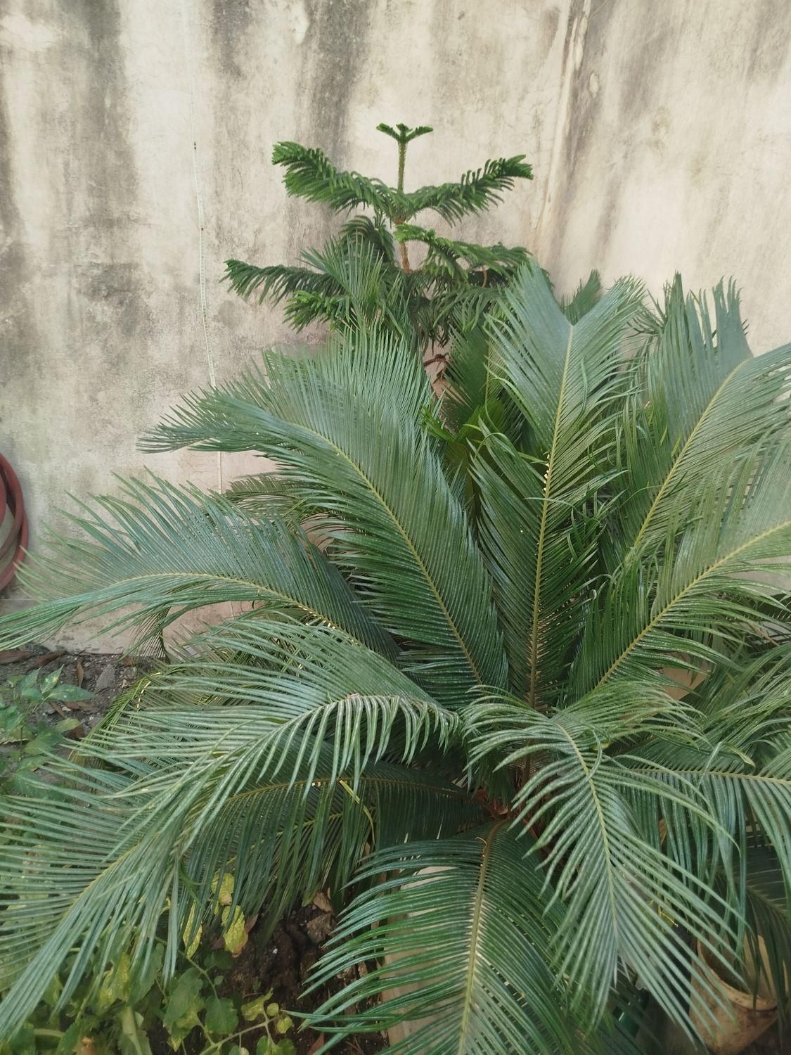 سیکاس|گل و گیاه طبیعی|رشت, تازه آباد|دیوار