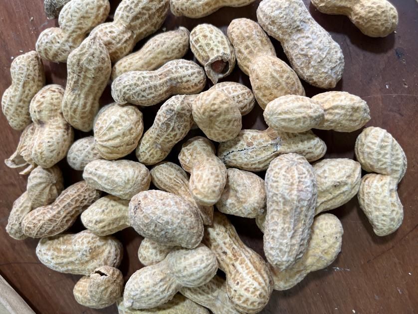 بادام زمینی تخمه شمشیری مناسب وانتی و دست فروش|خوردنی و آشامیدنی|تهران, یاخجی آباد|دیوار