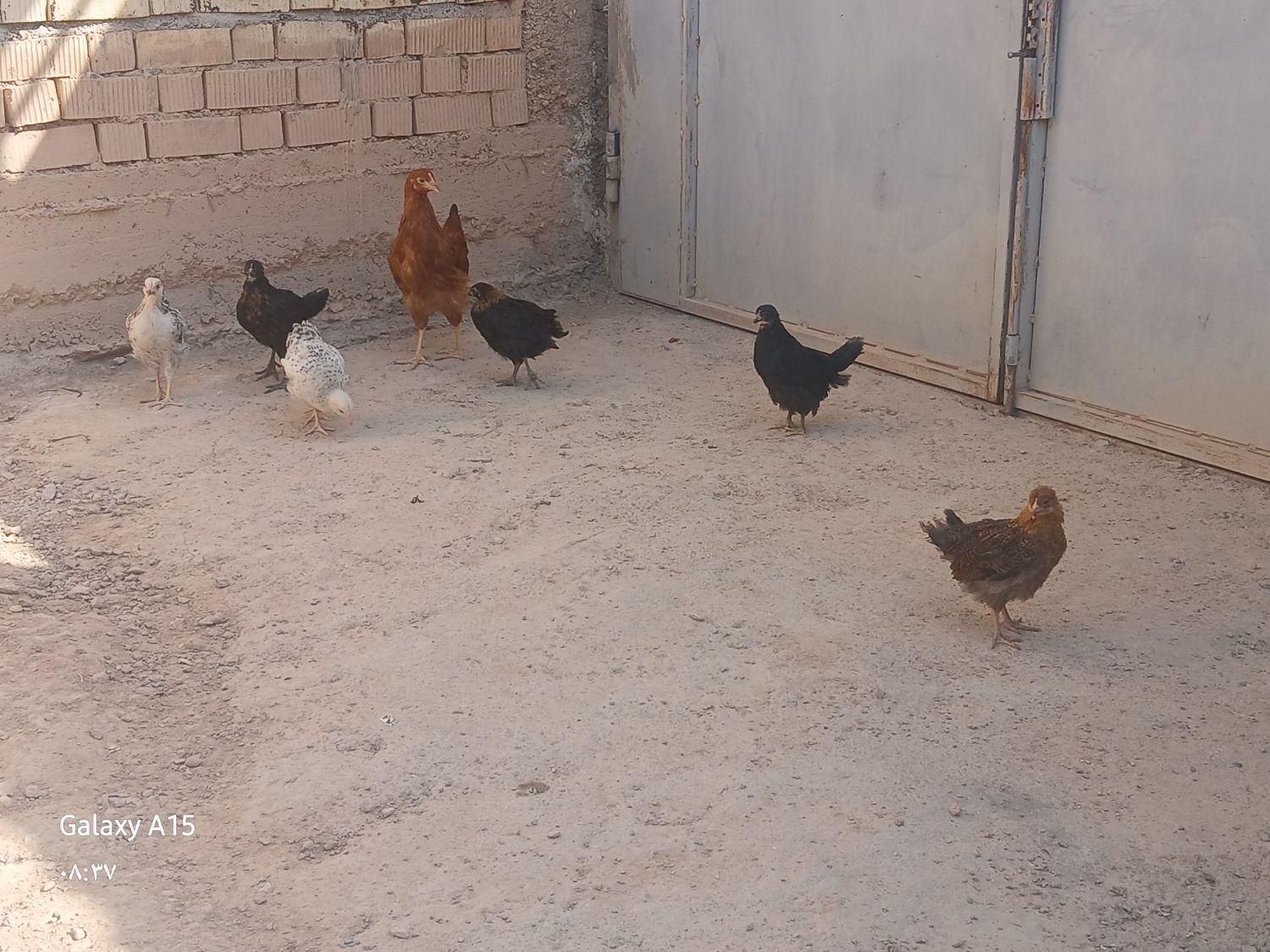 جوجه مرغ وخروس|حراج|آباده, |دیوار