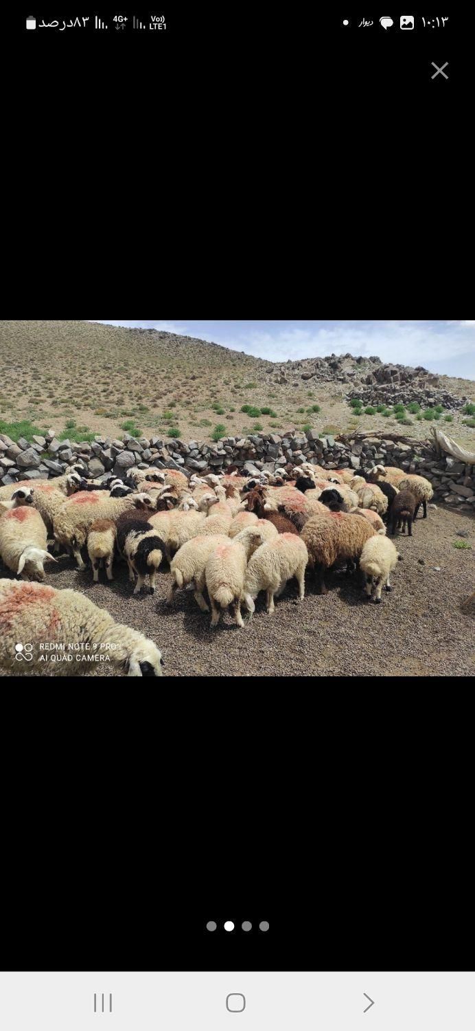 بره بره بره|حیوانات مزرعه|شاهینشهر, |دیوار