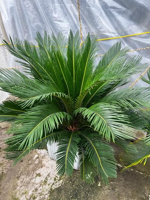 سیکاس ۱۰ساله|گل و گیاه طبیعی|رشت, تازه آباد|دیوار