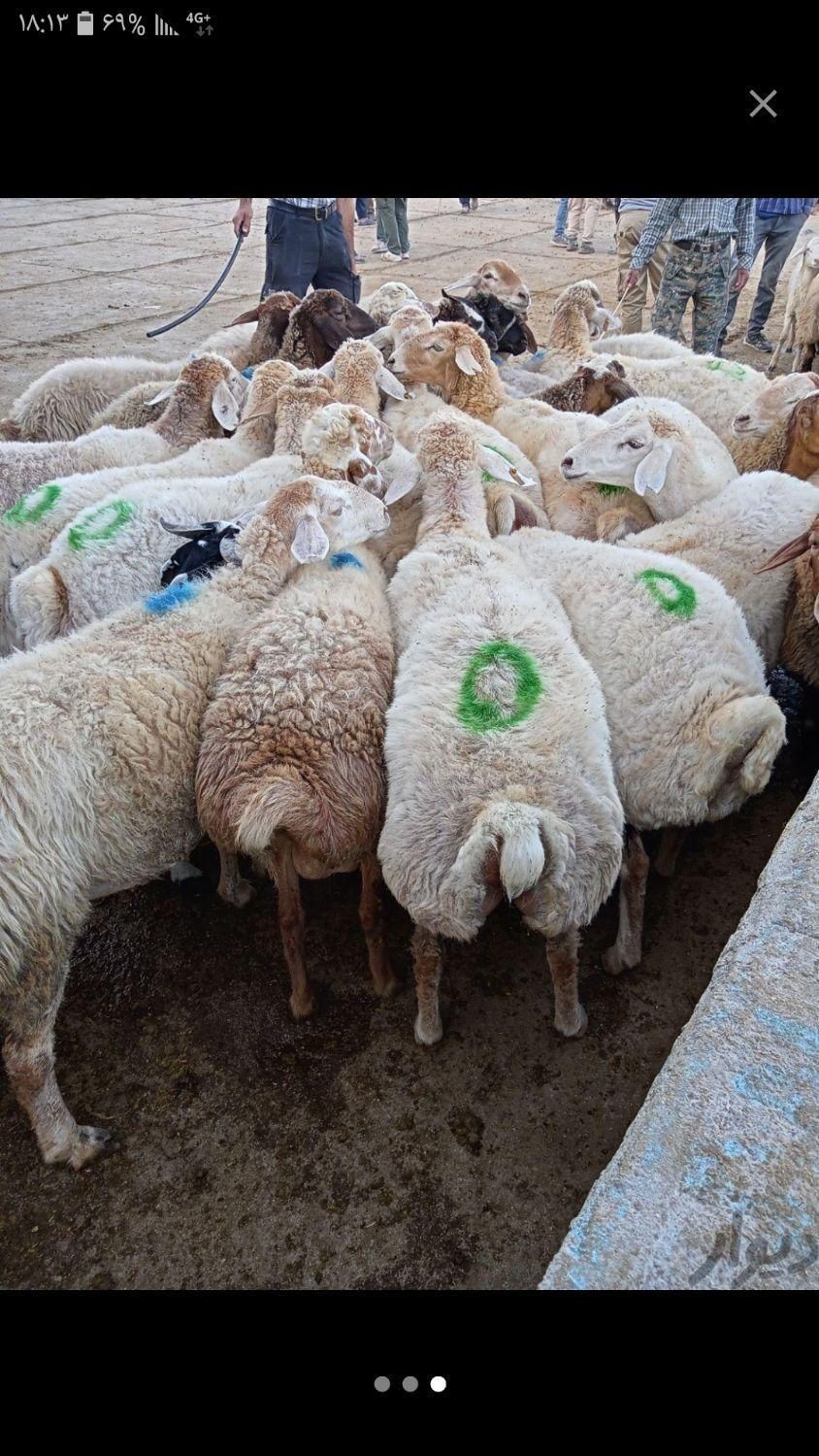 گوسفند مغان بیجار بجنورد افشار کردستان زنده باقصاب|حیوانات مزرعه|کرج, کیانمهر|دیوار