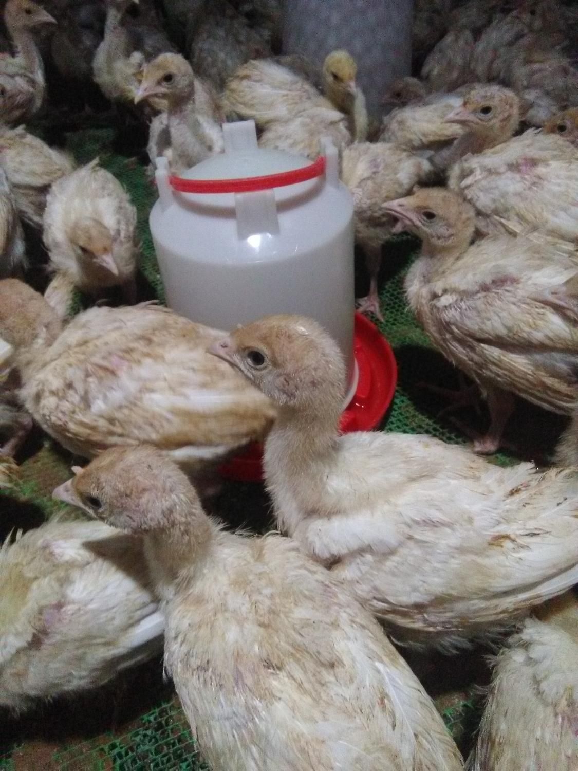 جوجه بوقلمون بیوتی و جوجه مرغ محلی|حیوانات مزرعه|جوانرود, |دیوار