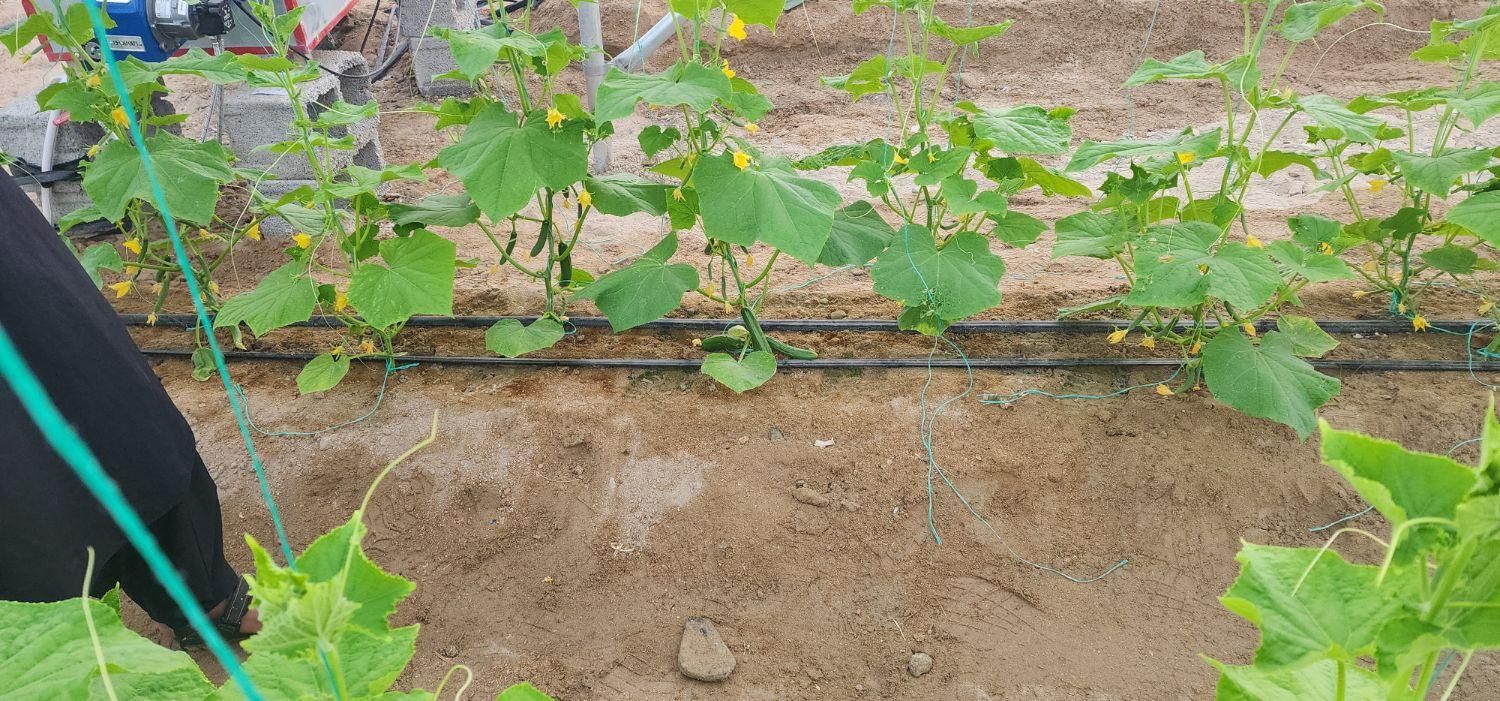 نیاز به سرپرست گلخانه|استخدام صنعتی، فنی، مهندسی|سراوان, |دیوار