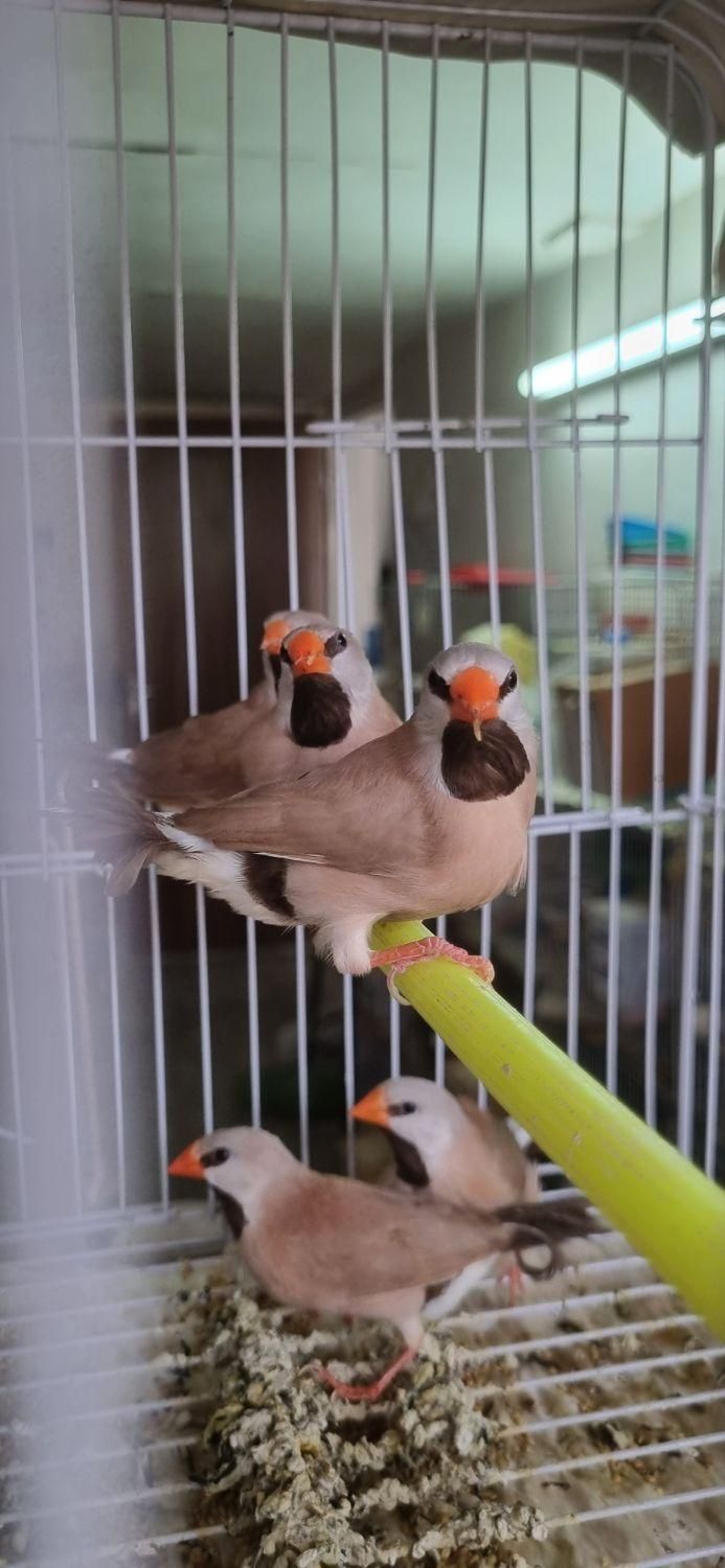 فنچ کرواتی شکلاتی و آلبینو (سفید )|پرنده|کاشان, |دیوار