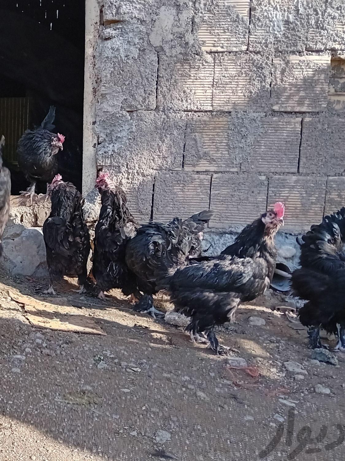فروش یه گله مرغ وخروس و وار همه مدل ۴۰۰ تا|حیوانات مزرعه|نورآباد, |دیوار