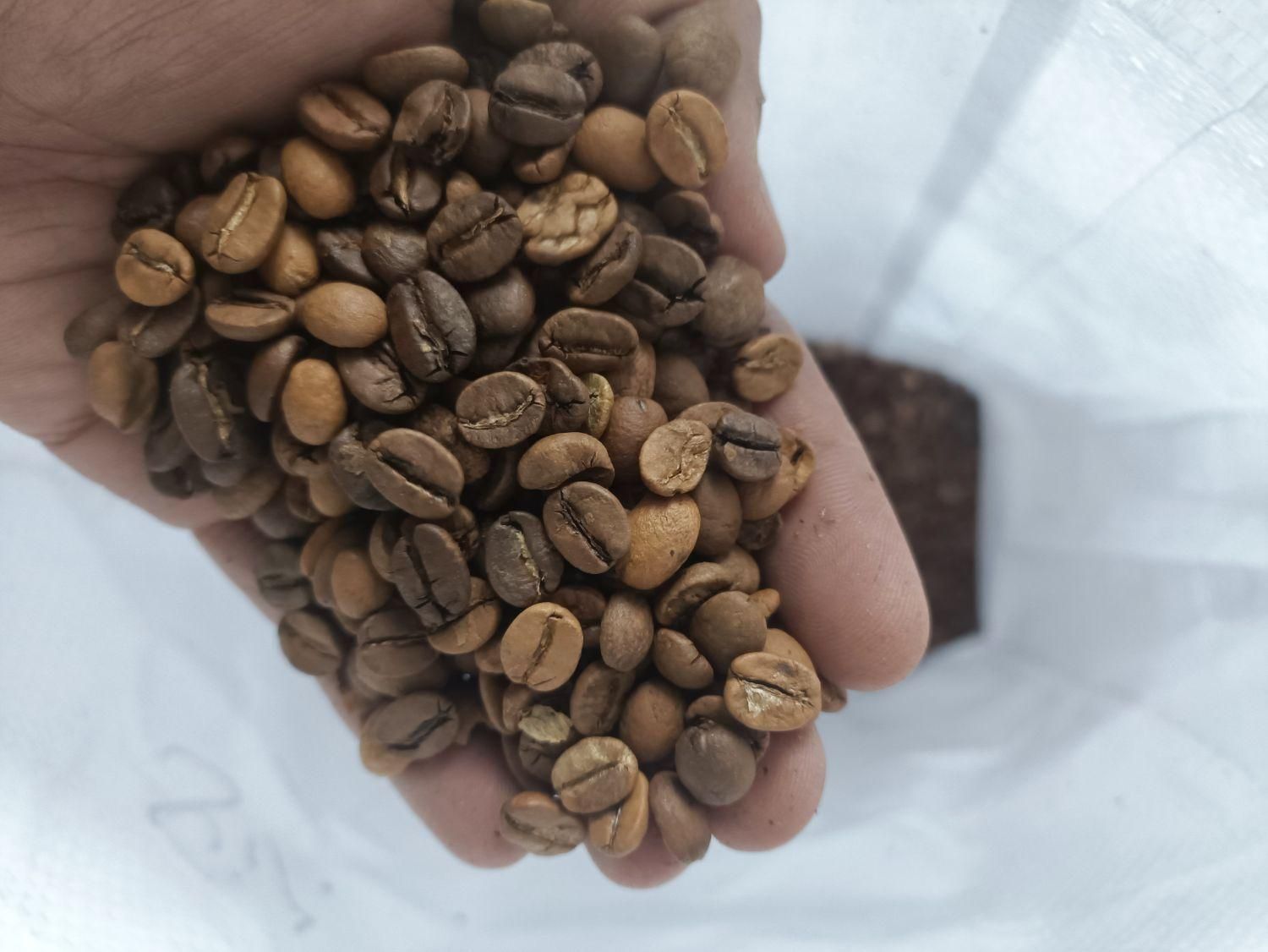پخش دان قهوه مستقیم از روستری روبستا و عربیکا و..|خوردنی و آشامیدنی|مشهد, فرهنگ|دیوار