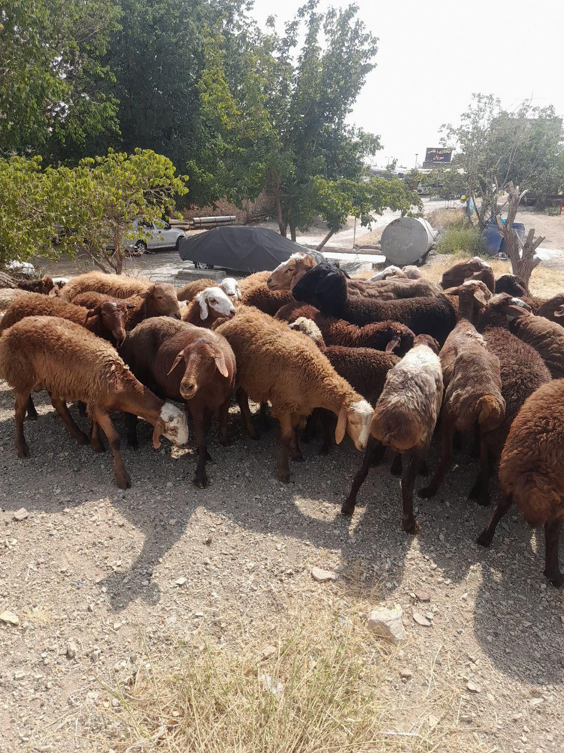 اصل مغان و افشار کم دنبه چربی و گوسفند کم شکم زنده|حیوانات مزرعه|تهران, سعادت‌آباد|دیوار