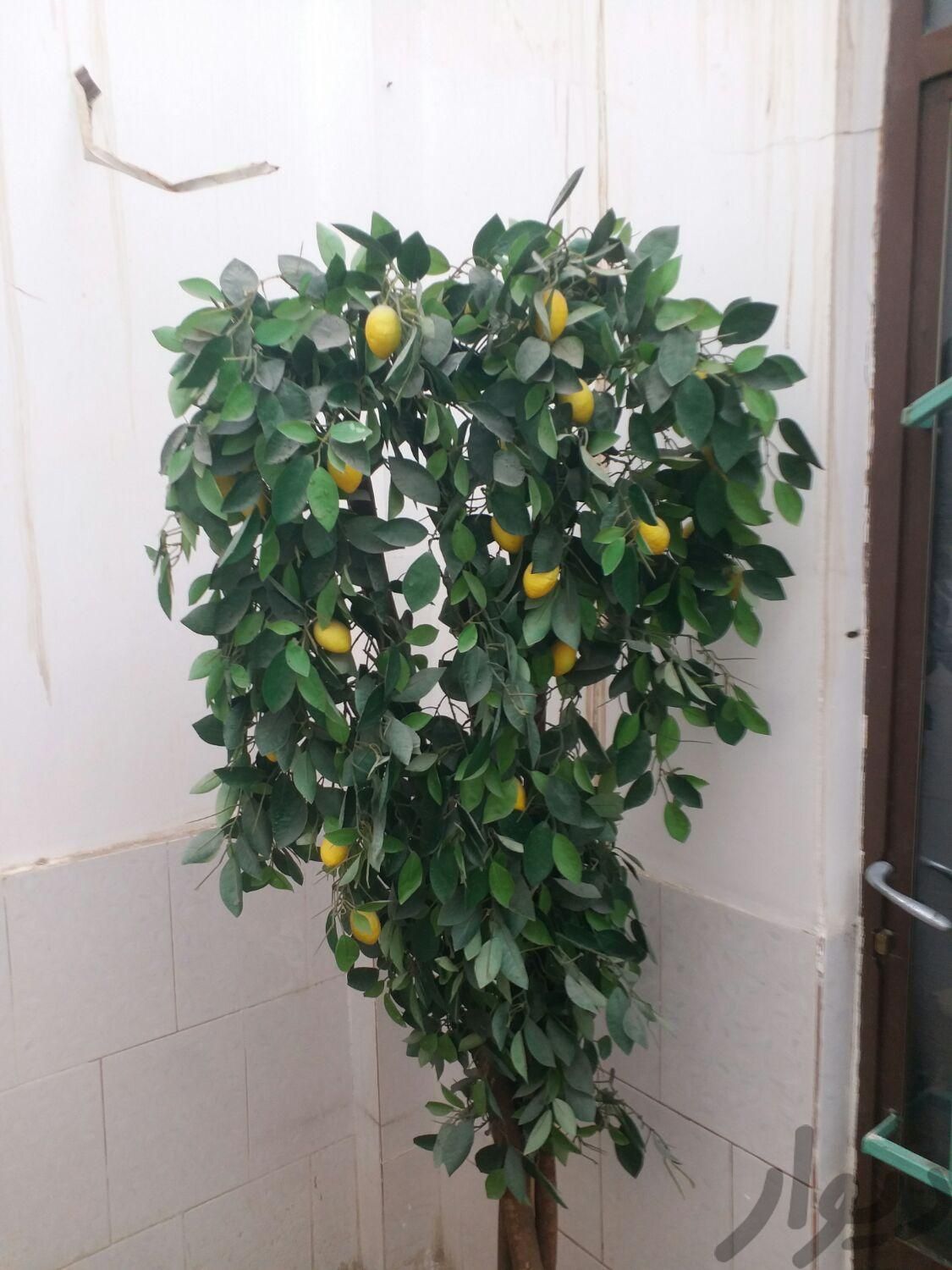 درخت کوچک لیمو|گل مصنوعی|کرمانشاه, |دیوار