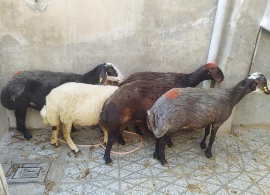 شیشکچاقوانواعگوسفند....|حیوانات مزرعه|بروجرد, |دیوار