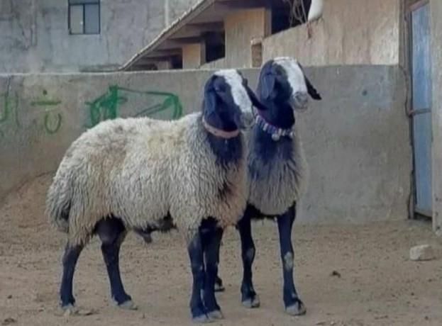 گوسفندزنده شبانه روزی سراسرتهران|حیوانات مزرعه|تهران, نیروی هوایی (پیروزی)|دیوار