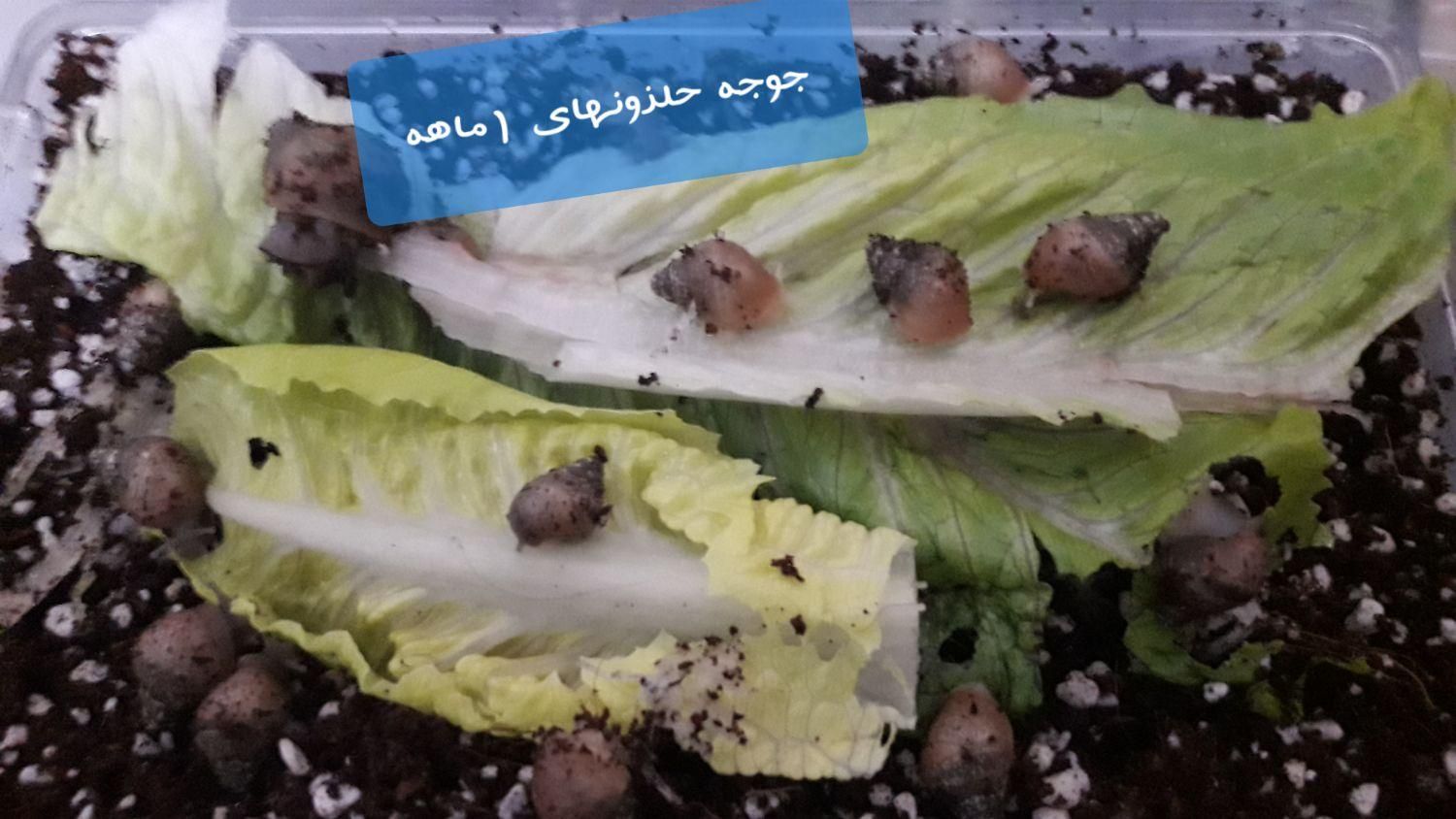 حلزون آچاتینا و آلبینو سوپر مولد|خزنده|زنجان, |دیوار