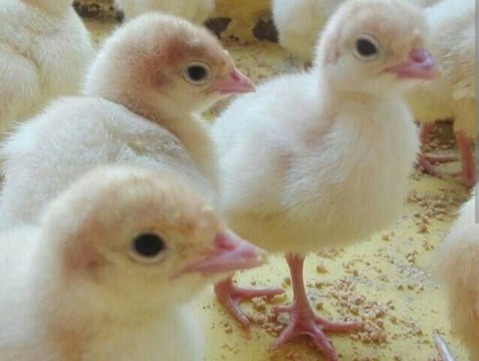 جوجه بوقلمون ۶ درجه یک|حیوانات مزرعه|آمل, |دیوار