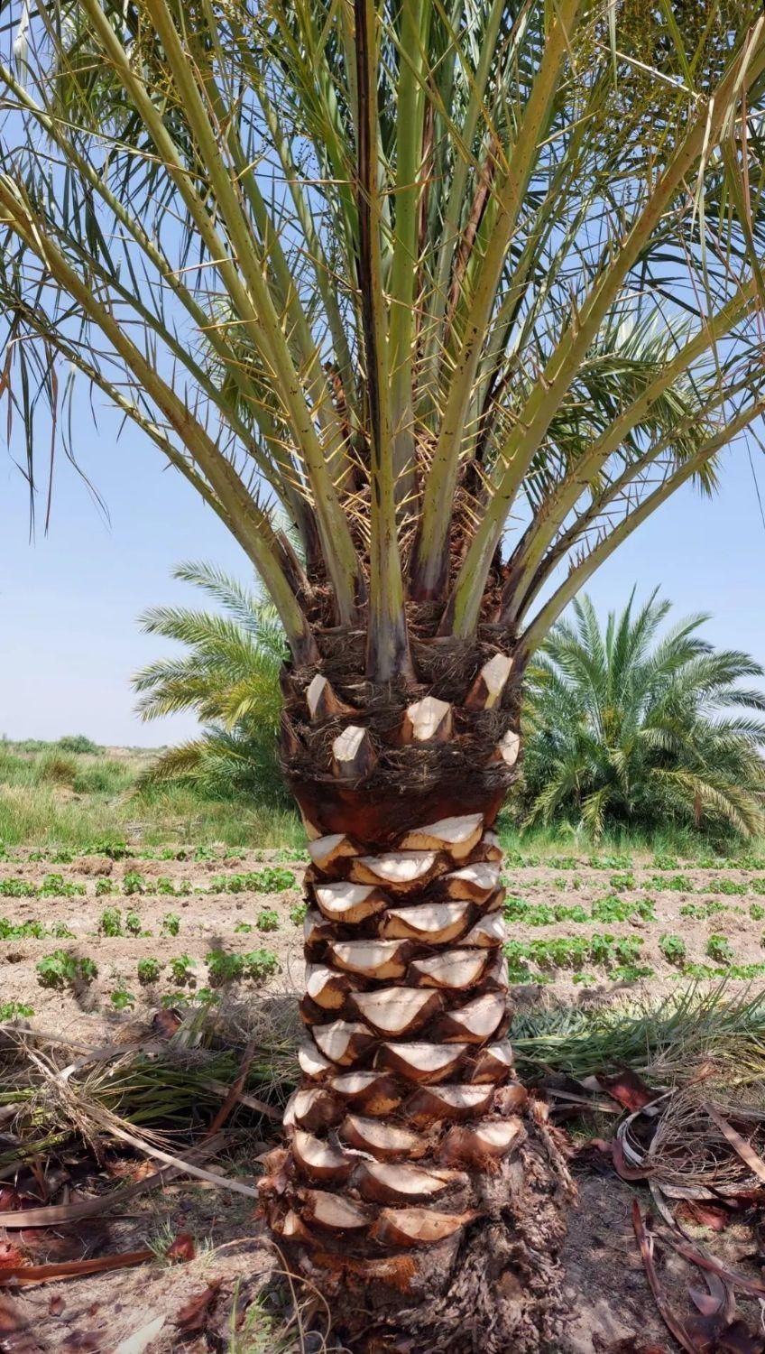 باغبانی یاسمن|خدمات باغبانی و درختکاری|آبادان, |دیوار