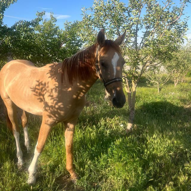 اسب ۳ ساله|اسب و تجهیزات اسب سواری|میانه, |دیوار
