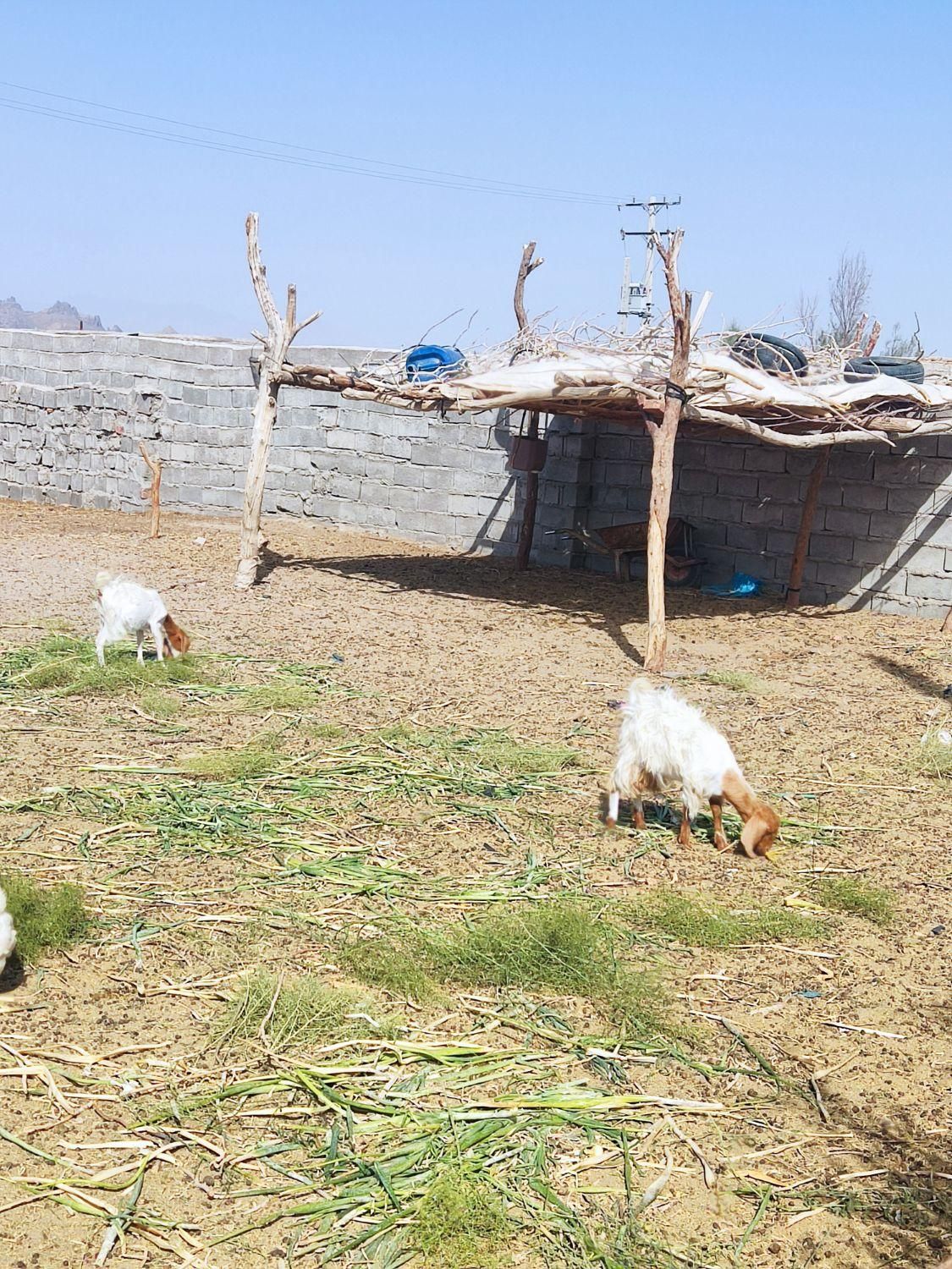 دوعددماده،لنگ سه تایی،خاش،قیمت 13|حیوانات مزرعه|خاش, |دیوار