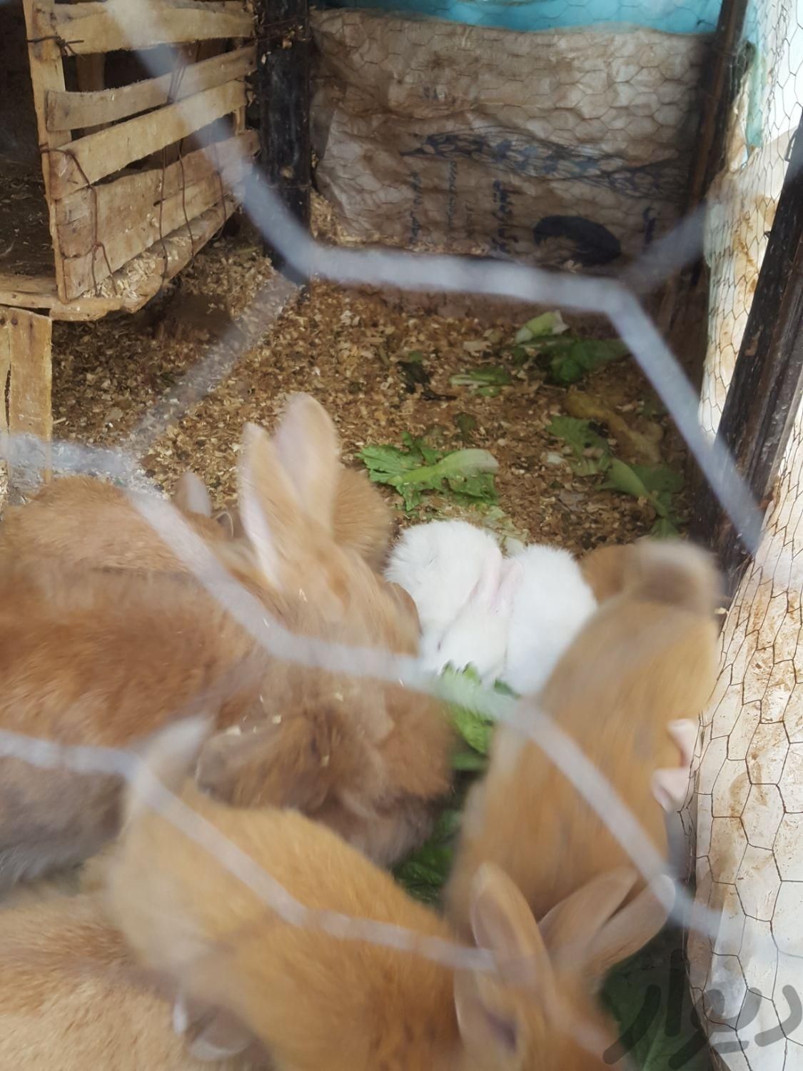 خرگوش جرسی کوچیک|موش و خرگوش|شیروان, |دیوار