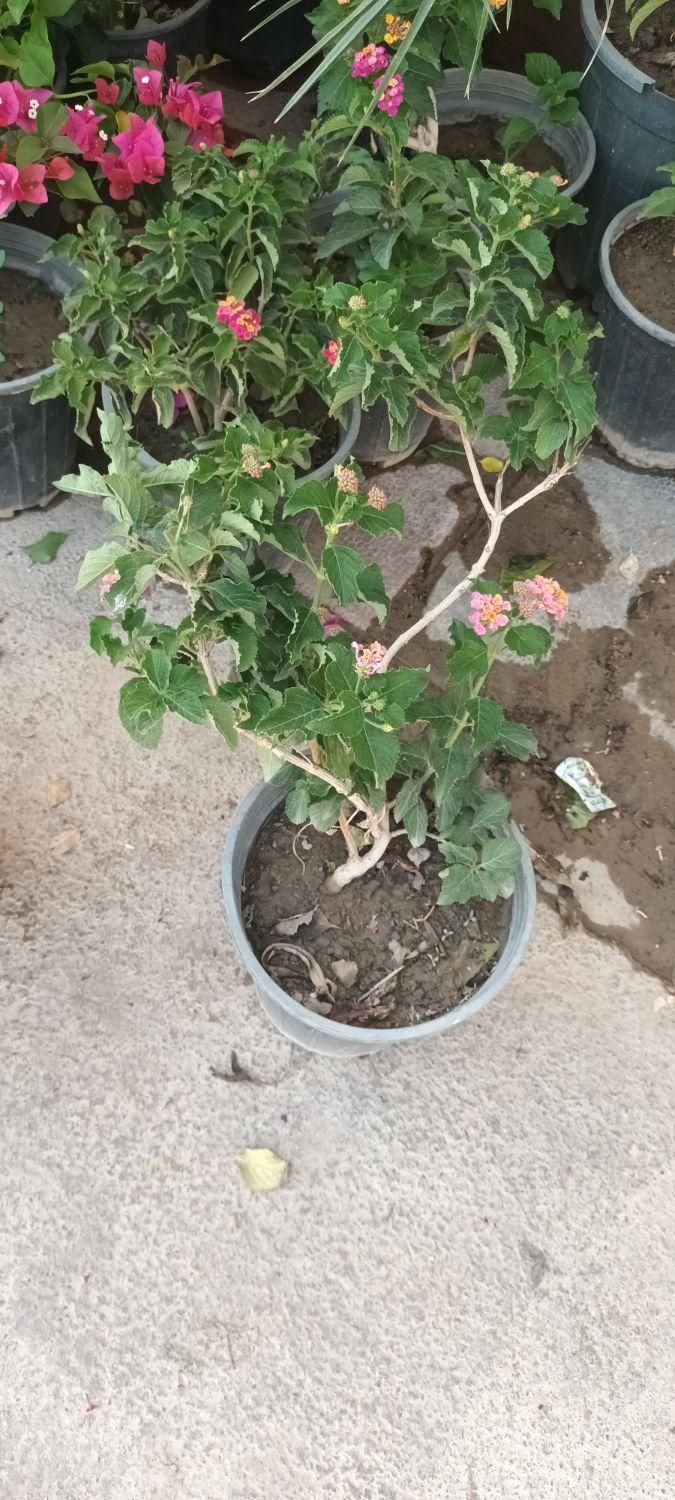 گل های باغچه ای و آپارتمانی شاهپسند،گل محمدی|گل و گیاه طبیعی|تهران, لویزان|دیوار