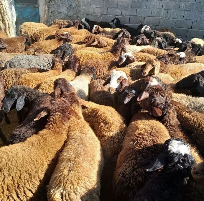 گوسفند زنده منطقه ۲۲گرمدره وردآورد چیتگر کرج|حیوانات مزرعه|گرمدره, |دیوار