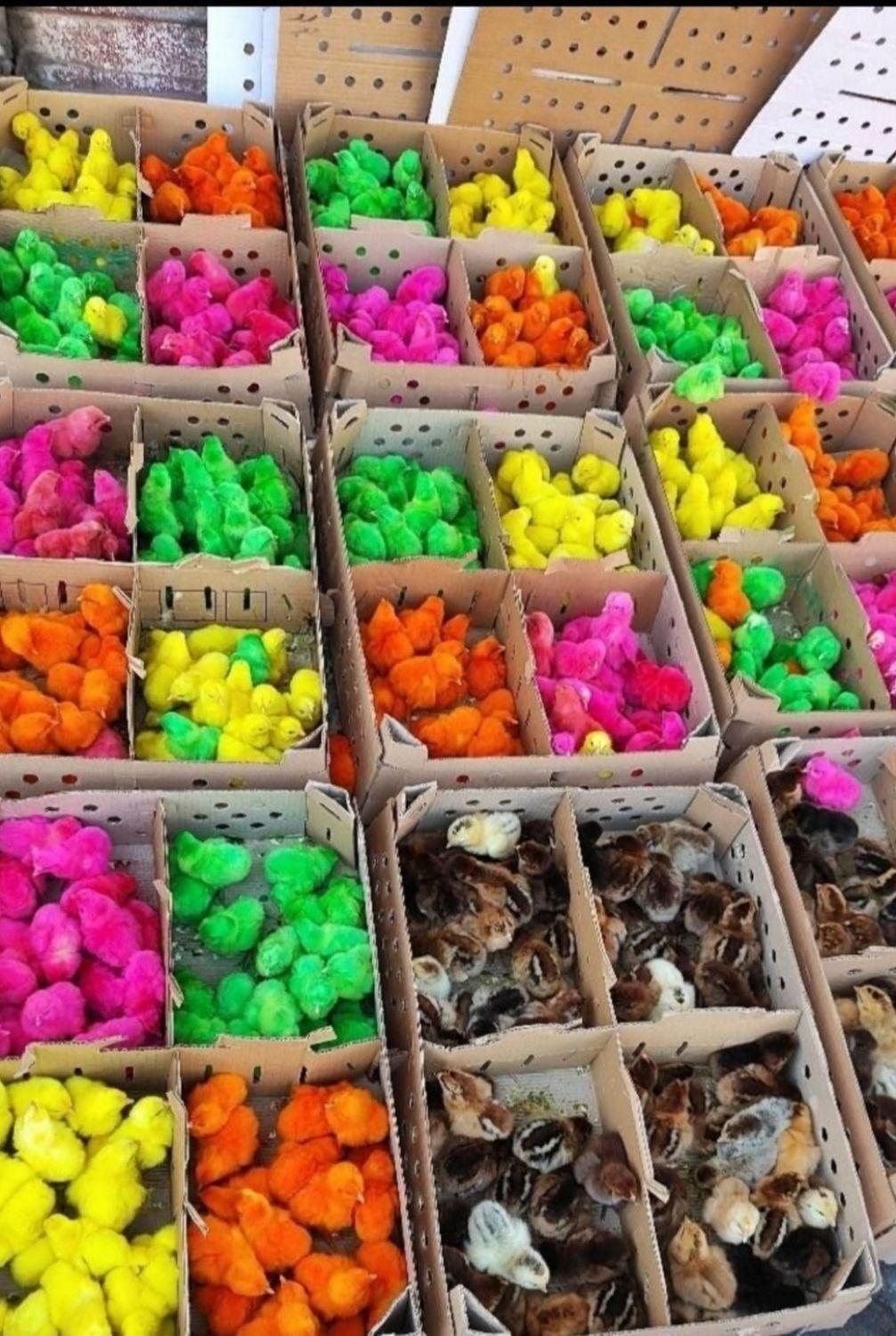 فروش جوجه خروسک رنگی ***اردک پکنی|حیوانات مزرعه|ایرانشهر, |دیوار