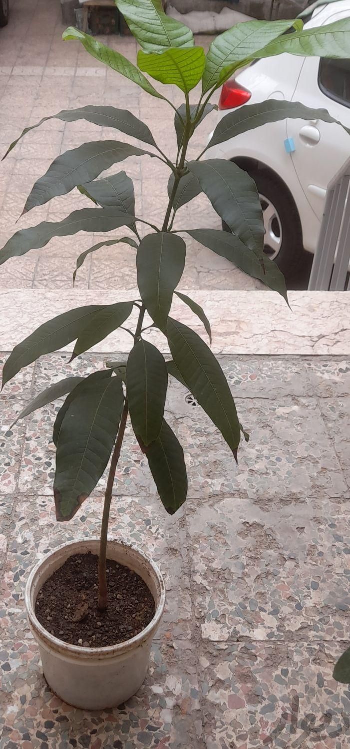 درخت انبه|گل و گیاه طبیعی|مشهد, رضاشهر|دیوار
