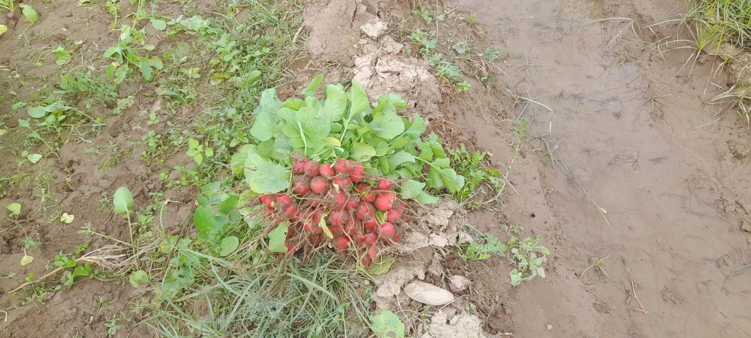 سبزی خورشتی تازه تمیز بدون یه زره اب|خوردنی و آشامیدنی|کوهدشت, |دیوار