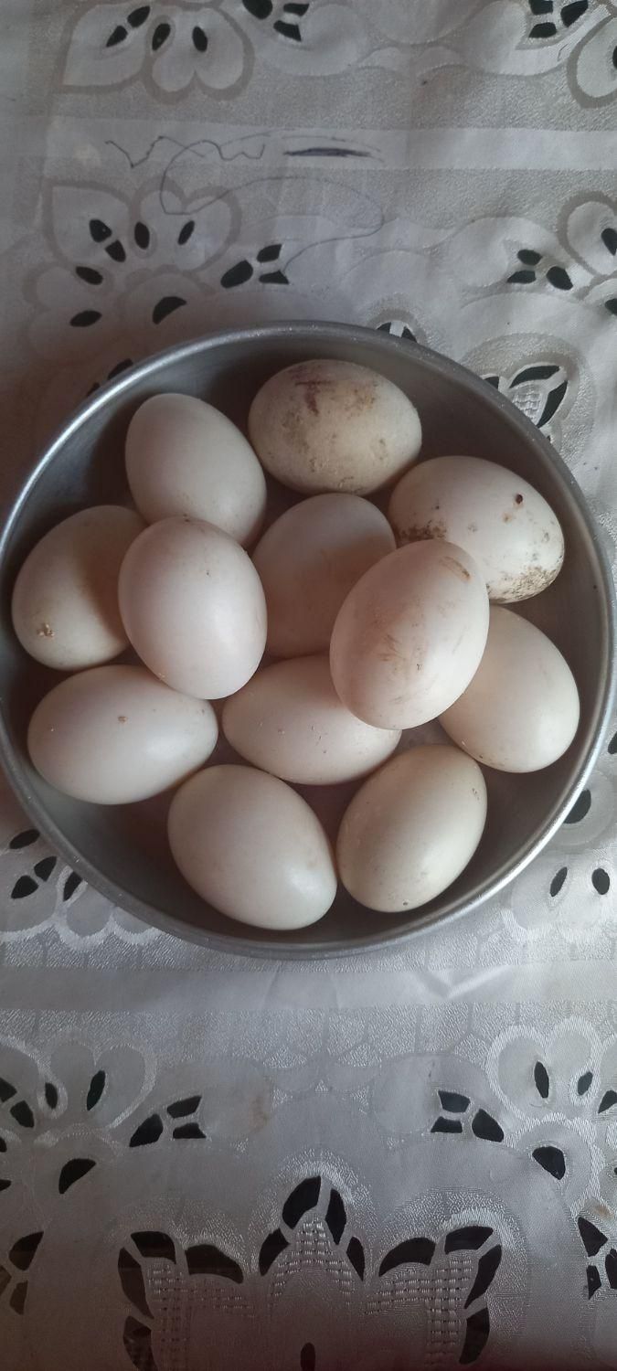 تخم اردک ژاپنی نطفه دار20 عدد|حیوانات مزرعه|حویق, |دیوار