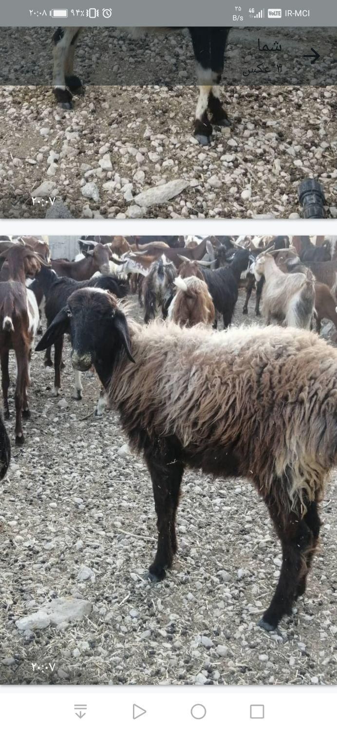 گوسفند مناسب عید قربان در جم|حیوانات مزرعه|بندر کنگان, |دیوار