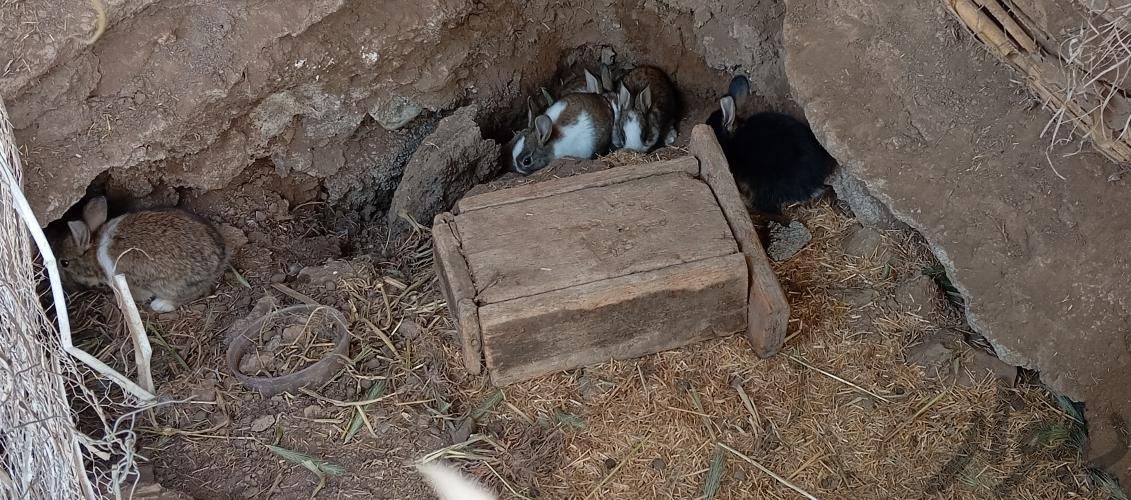 خرگوش|موش و خرگوش|علی‌آباد کتول, |دیوار