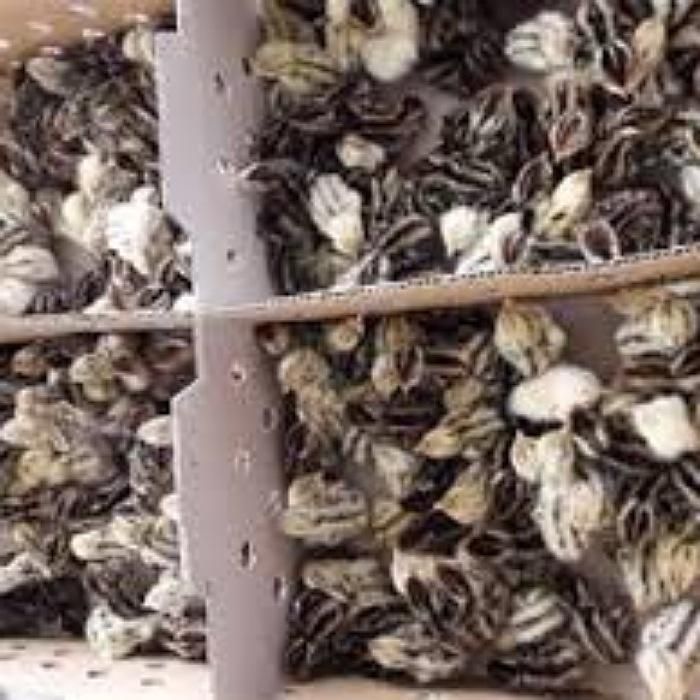 بلدرچین یکروزه نژاد وایت و ژاپنی|حیوانات مزرعه|شریفآباد, |دیوار