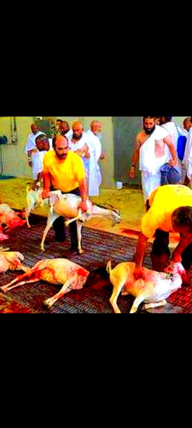 شش ماهه عقیقه+قربانی زیرفی کلّ۱ستان«گوسفند زنده»|حیوانات مزرعه|مشهد, کشاورز|دیوار