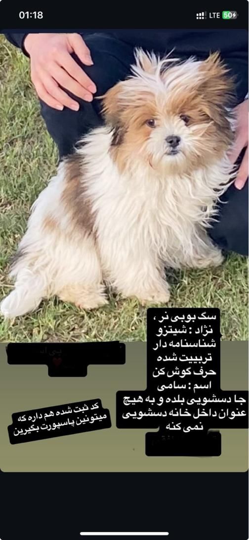 سگ پاکوتاه معاوضه هم دارم با ساپووفر و آمپلی و مید|سگ|مشکین‌شهر, |دیوار