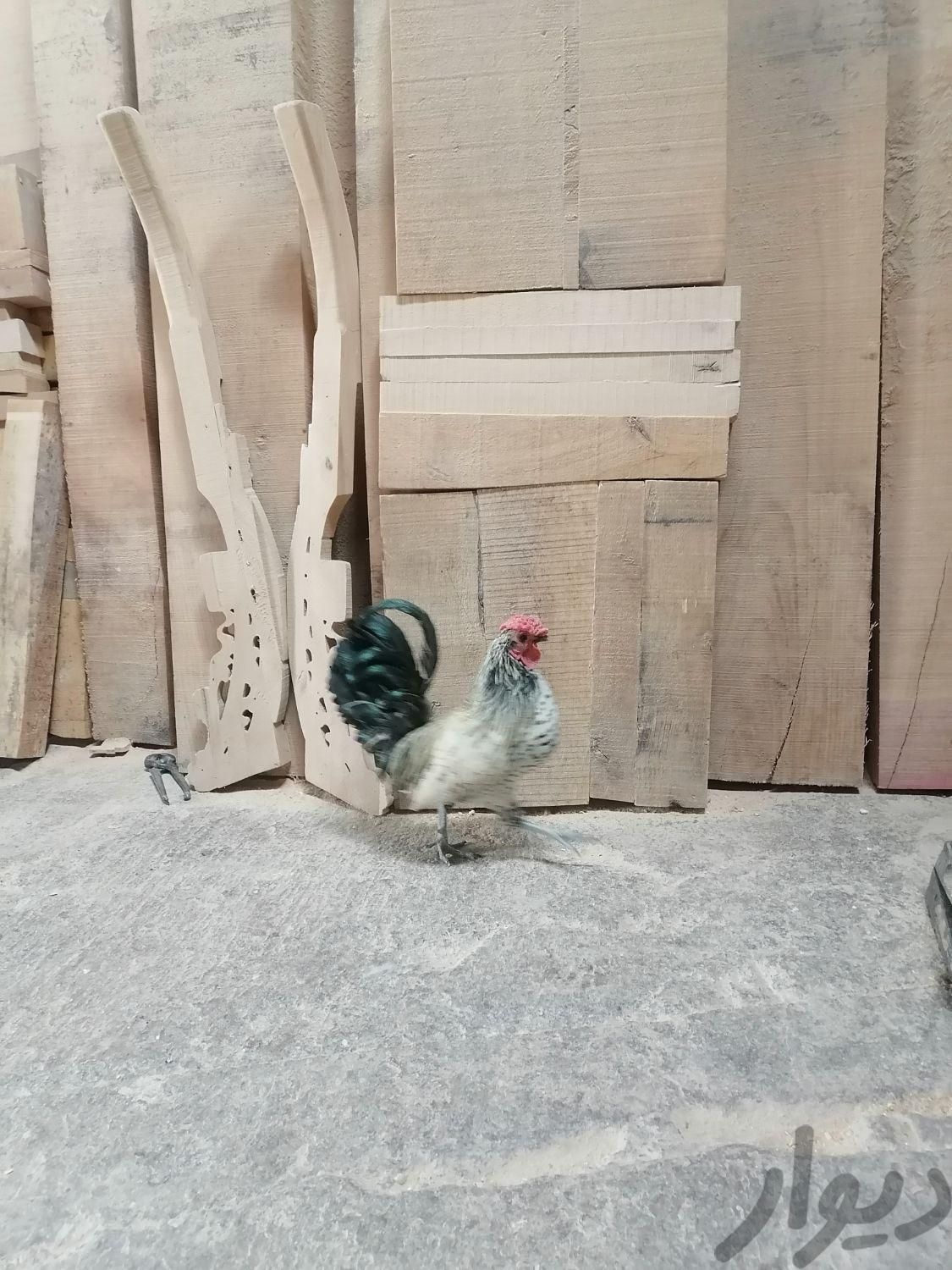 مرغ خروس مینیاتوری|حیوانات مزرعه|قم, کلهری|دیوار