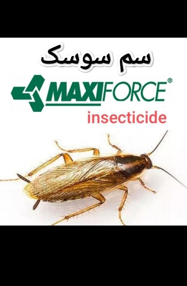سم سوسک. ساس. موش. مورچه. مگس|خدمات نظافت|تهران, دروازه شمیران|دیوار