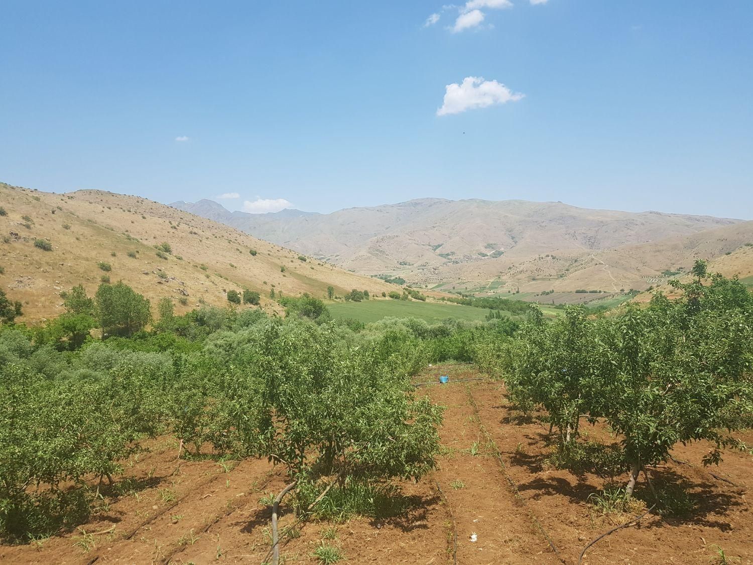 باغ مثمر وزمین کشاورزی به مساحت۴۶۰۰۰متر|فروش دفتر صنعتی، کشاورزی، تجاری|کرمانشاه, |دیوار