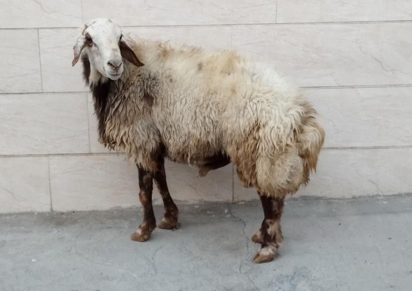 گوسفندوشیشکچاقگوشتی کشتاری|حیوانات مزرعه|بروجرد, |دیوار